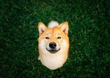 3 Stocks That Can Run Circles Around Dogecoin by 2026