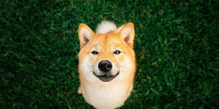 3 Stocks That Can Run Circles Around Dogecoin by 2026