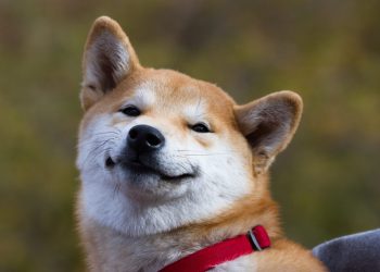Is it safe to buy Dogecoin and Shiba Inu-inspired Altcoins PRINCEFLOKI, BABYFLOKI and DOGEDASH?