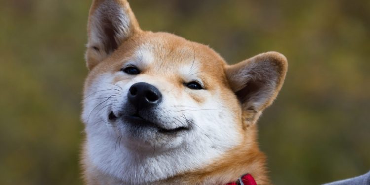 Is it safe to buy Dogecoin and Shiba Inu-inspired Altcoins PRINCEFLOKI, BABYFLOKI and DOGEDASH?