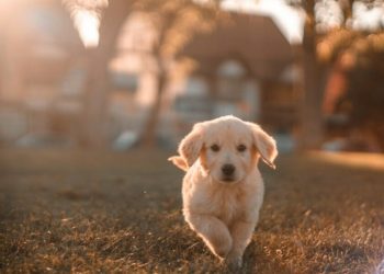 Dogecoin, Shiba Inu move over, for yet another dog-themed coin, Dogelon Mars