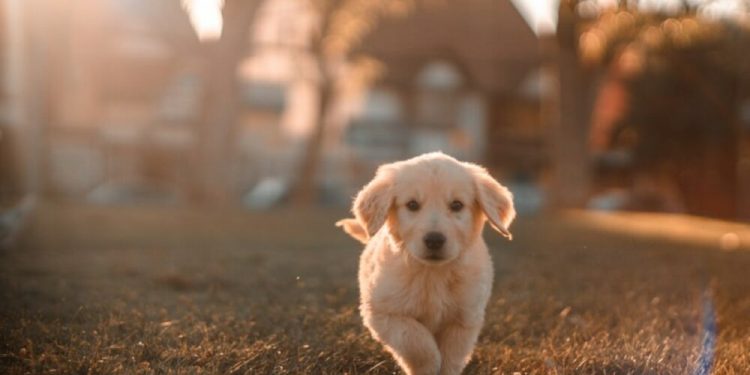 Dogecoin, Shiba Inu move over, for yet another dog-themed coin, Dogelon Mars