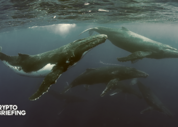 Whales Are Accumulating Bitcoin. An Uptrend May Follow