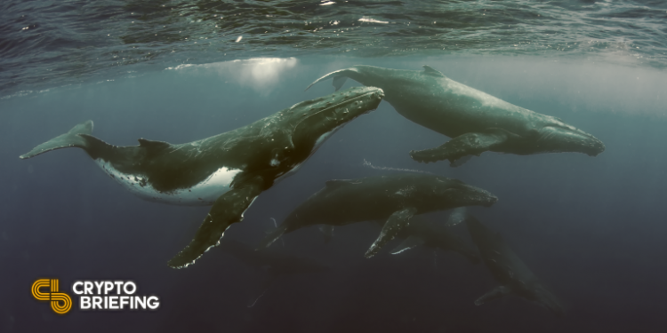 Whales Are Accumulating Bitcoin. An Uptrend May Follow