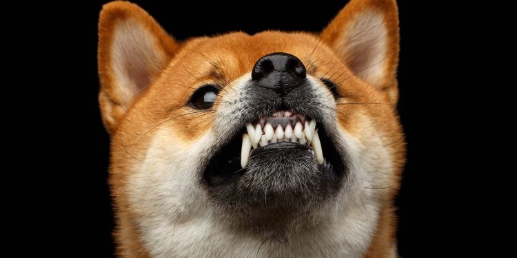 Shiba Inu Scam Alert: What the Devs Are Saying About the Latest SHIB Crypto Scam