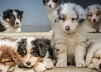 These Dogecoin And Shiba Inu Knockoffs Are Striking Major Gains Today, With One Elon Musk-Themed Coin Up 950% – Dogecoin – United States Dollar ($DOGE)