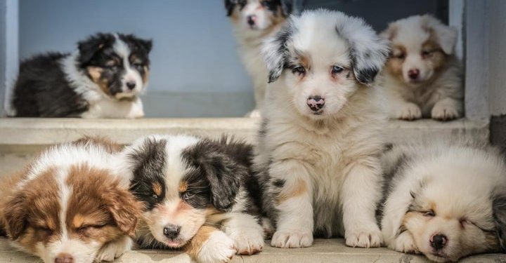 These Dogecoin And Shiba Inu Knockoffs Are Striking Major Gains Today, With One Elon Musk-Themed Coin Up 950% – Dogecoin – United States Dollar ($DOGE)