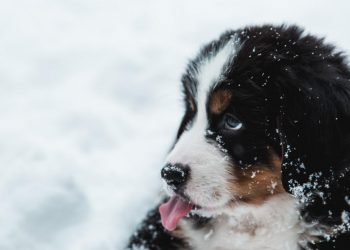 Avalanche-Based Dogecoin Knockoff Coin Ends in A Massive Rug Pull – Dogecoin – United States Dollar ($DOGE)