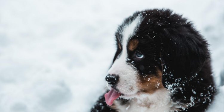 Avalanche-Based Dogecoin Knockoff Coin Ends in A Massive Rug Pull – Dogecoin – United States Dollar ($DOGE)