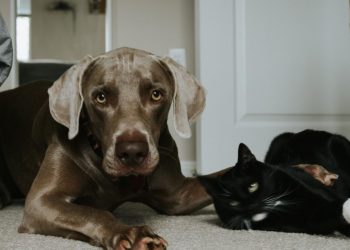 It’s Dogs Vs. Cats On Twitter As Kevin O’Leary Spars With Dogecoin Creator Over Promoting Pawthereum Coin – Dogecoin – United States Dollar ($DOGE)