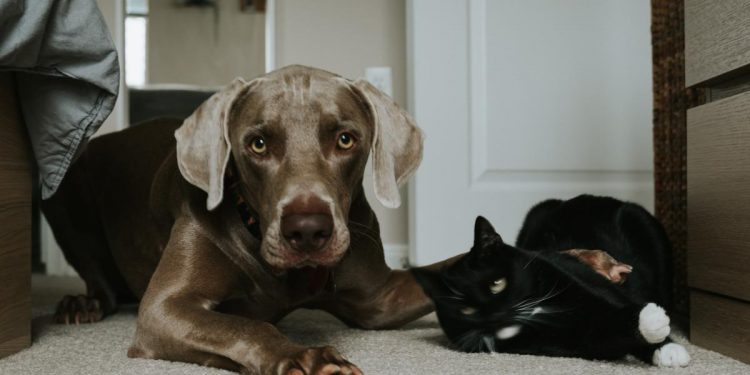 It’s Dogs Vs. Cats On Twitter As Kevin O’Leary Spars With Dogecoin Creator Over Promoting Pawthereum Coin – Dogecoin – United States Dollar ($DOGE)