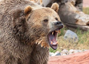Dow Jones Futures: Market Woes Intensify As DocuSign Craters, Apple, Tesla At Key Levels; Bitcoin Whipsaws