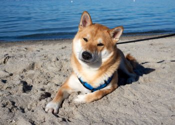 3 Things Dogecoin Investors Are Watching Today With DOGE Down 6%