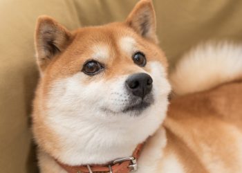 If You Invested $100 in Dogecoin 8 Years Ago, Here’s How Much You’d Have Now