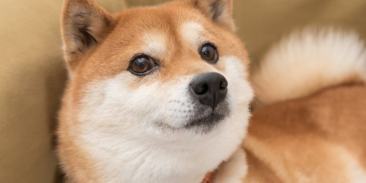 If You Invested $100 in Dogecoin 8 Years Ago, Here’s How Much You’d Have Now