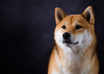 The Founder of Dogecoin Reveals His DOGE Holdings