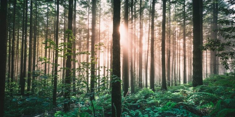 A market for crypto carbon offsets is reportedly booming, and its drawing DeFi entrepreneurs and big investors like Mark Cuban | Currency News | Financial and Business News