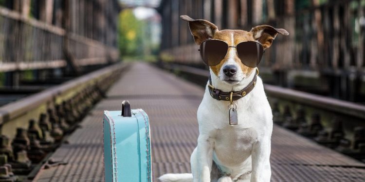 6 Cryptos That Could Surpass Dogecoin in 2022