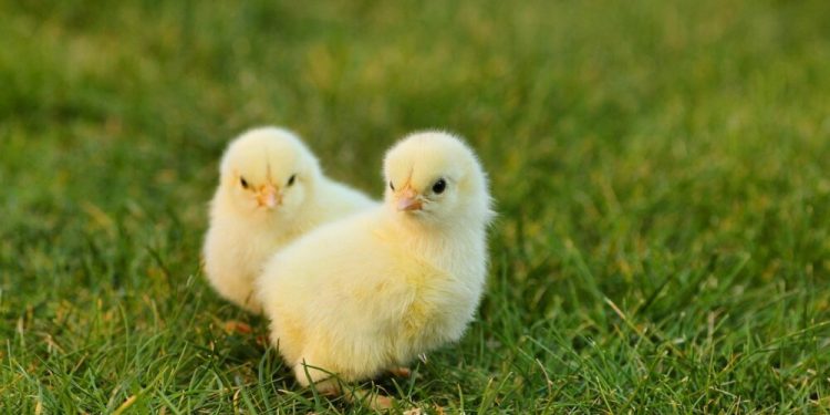 Binance Coin, Dogecoin, Litecoin, Waves Price Analysis: 16 April