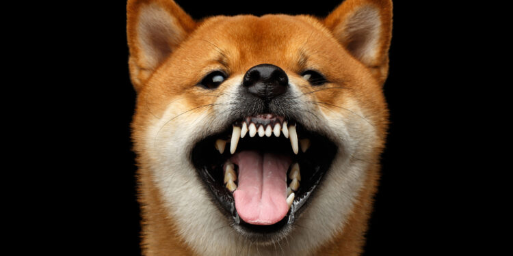 Elon Musk Owns Dogecoin: Should You?