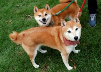 Dogecoin (DOGE) Founder Takes A Jab At Shiba Inu (SHIB) On Twitter By DailyCoin