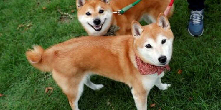 Dogecoin (DOGE) Founder Takes A Jab At Shiba Inu (SHIB) On Twitter By DailyCoin