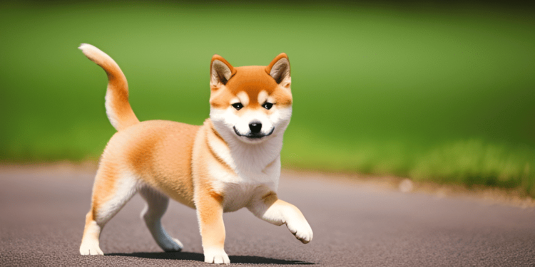 Long bets on Dogecoin go up by 6%- Musk’s ‘McDoge’ stance responsible?