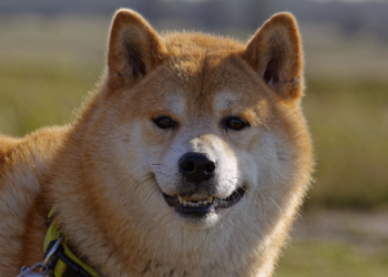 Dogecoin (DOGE) Is Now 4th Most Popular Cryptocurrency On BitPay