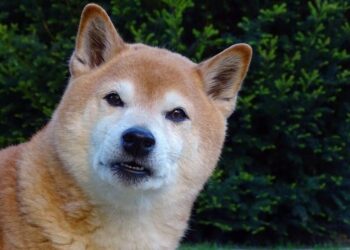 Dogecoin falls beneath an area of support, is it the right time to short?