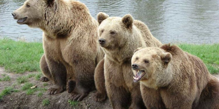 Bitcoin Price to Consolidate or Retrace Even Further in 2023: Analysis