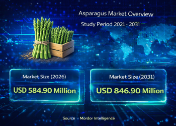 Asparagus Market Size to Reach USD 846.9 Million by 2031: Key Trends Driving Growth